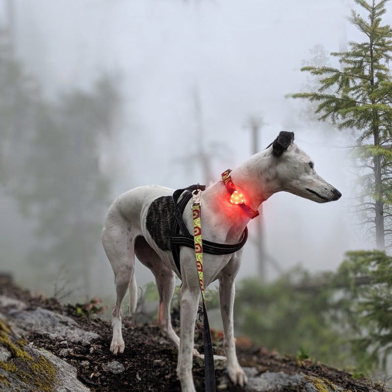 Pet dog walking light night out anti-lost light long endurance waterproof rainproof 9 modes adjustable pet light